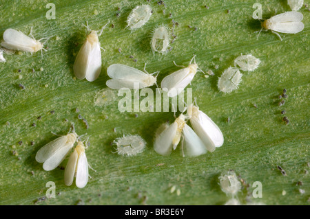 Glasshouse whitefly (Trialeurodes vaporariorum) adults and vacated pupae Stock Photo