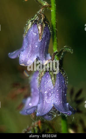 Bearded bellflower, Campanula barbata, Valsavarenche, Italy Stock Photo