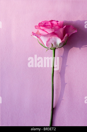 pink rose on a pink surface with a shadow of thorns Stock Photo