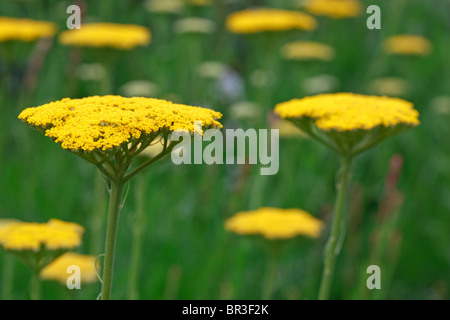 Achillea filipendulina 'Gold Plate'' Stock Photo