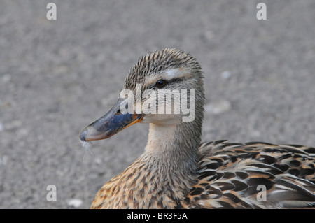 Female Mallard Duck portrait Stock Photo