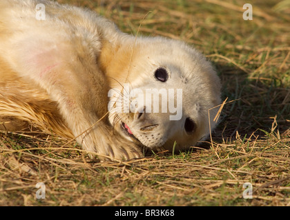 Atlantic Grey Seal pup, Halichoerus grypus, photographed at RAF Donna Nook,  Lincolnshire on the east coast of England Stock Photo