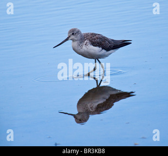 Greenshank on lake with beautiful reflection on still lake
