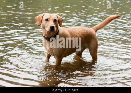 Red fox labrador playing in water. Stock Photo
