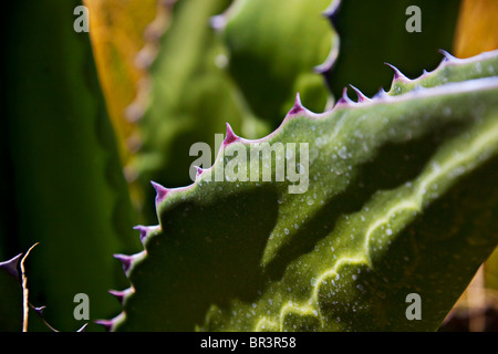 Thorns on succulent plant Stock Photo