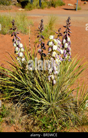 White Wildflowers Arches National Park Moab Utah Stock Photo