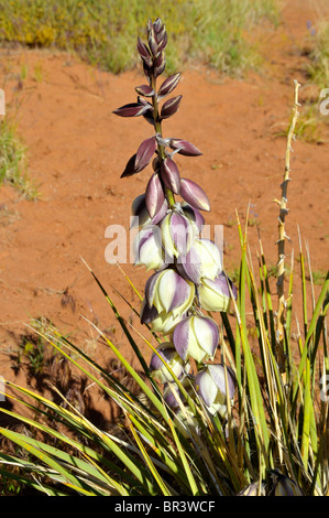 White Wildflowers Arches National Park Moab Utah Stock Photo