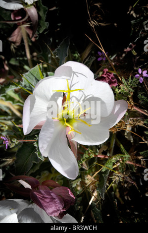 White Wildflowers Arches National Park Moab Utah Stock Photo