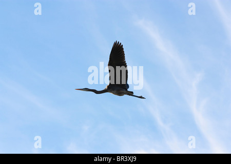 Profile view of a great blue heron in flight against a light blue sky with soft clouds Stock Photo