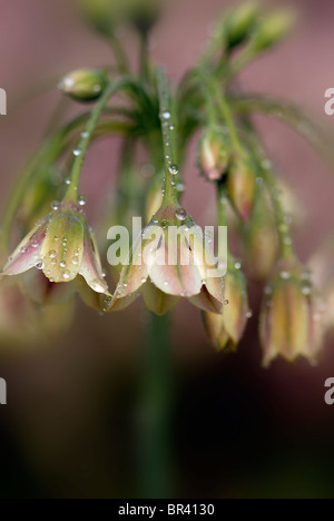 Sicilian Honey Garlic Flower - Nectaroscordum siculum Stock Photo