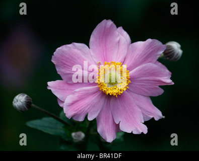 Pink Japanese anemone (anemone x hybrida) September Charm with a yellow centre Stock Photo