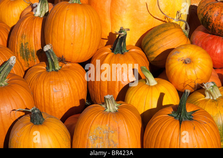 Pumpkins on display USA Stock Photo