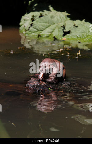 Otter feeding otter feeding on fish Stock Photo