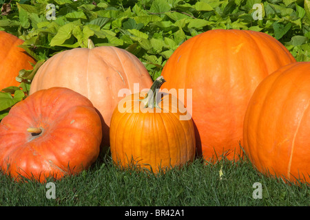 Pumpkins on display USA Stock Photo