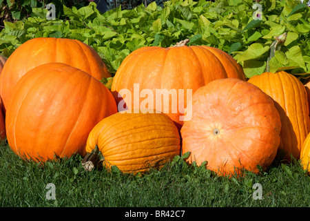 Pumpkins on display USA Stock Photo
