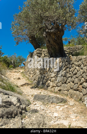 Olive tree on Majorca Stock Photo