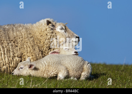 Ewe lying with two lambs on dike, Sylt, Germany Stock Photo