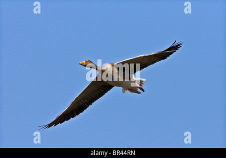 Greylag Goose Anser  Anser in flight at Slimbridge WWT Gloucestershire UK Stock Photo