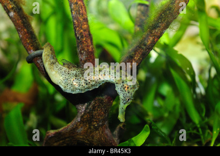 Common Seahorse (Hippocampus taeniopterus) Stock Photo