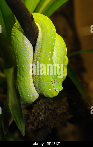 Green Tree Python (Morelia viridis) Stock Photo