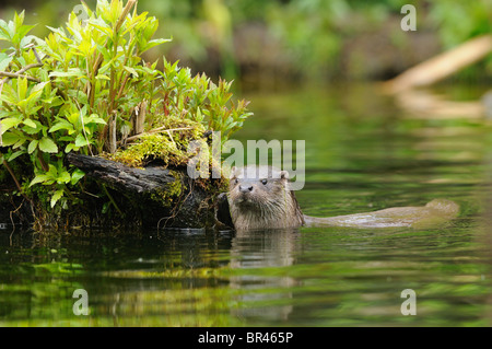 European (Lutra lutra) Otter swimming in water Stock Photo