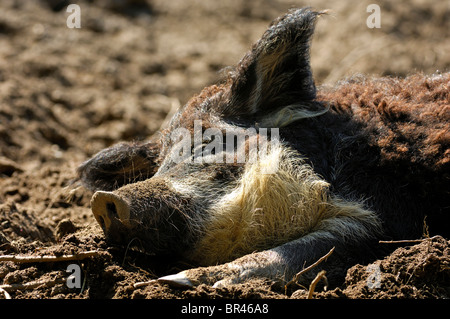 Mangalitsa, Curly-Hair Hog, endangered Hungarian farm animal Stock Photo