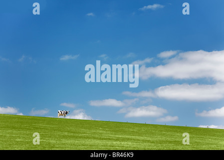 Cow blue sky green grass Stock Photo