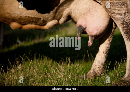 Close up of dirty cow udder with flies all over Stock Photo