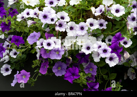 Flowers in the grounds during the Wimbledon Tennis Championships 2010 Stock Photo