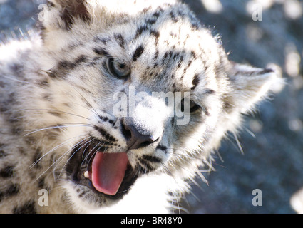 Snow leopard cub yawning (close-up) Stock Photo