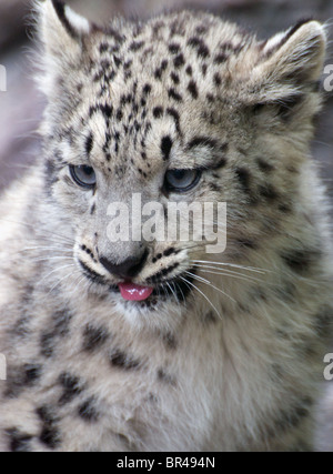 Snow leopard cub (close-up) Stock Photo