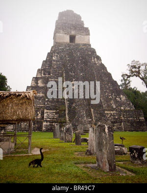 A Coatamundi  in front of the Temple of the Grand Jaguar at the Mayan Ruins at Tikal, Guatemala. Stock Photo