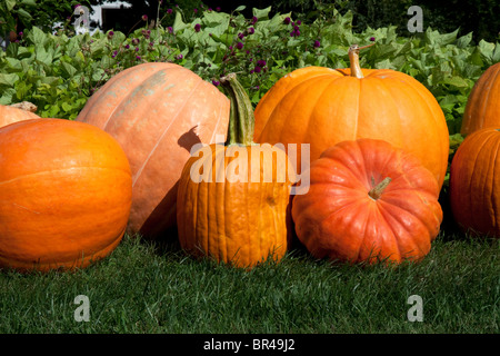 Pumpkins on display USA Stock Photo