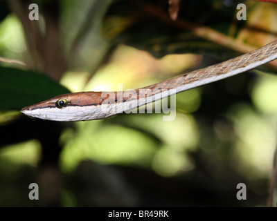 A Brown Vine Snake (Oxybelis aeneus) isolated in the foreground in Costa Rica