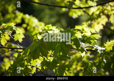 Green maple leafs against sun Stock Photo