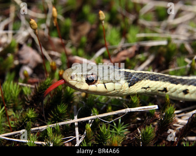 An Eastern Garter Snake senses its environment with its tongue in Ontario, Canada Stock Photo