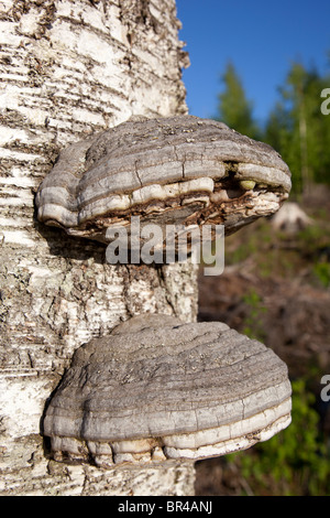 Bracket fungus on birch tree trunk , Finland Stock Photo