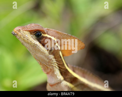 Adult Female Striped or Brown Basilisk (Basiliscus vittatus) Basking in the Sun Stock Photo