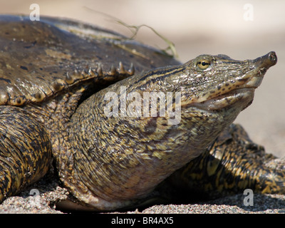 Adult female Spiny Softshell Turtle (Apalone spinifera) Stock Photo