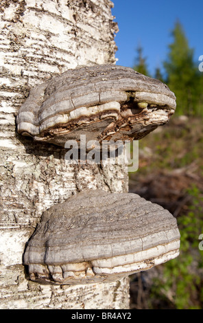 Bracket fungus on birch tree trunk , Finland Stock Photo