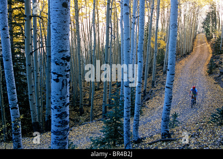 A mountain biker pedals through the golden aspen leaves during a fall ride along the Old Waterline Road, San Francisco Peaks, Ar Stock Photo