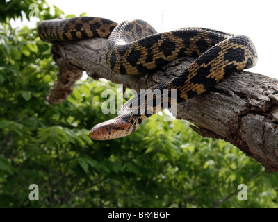 An Adult Male Eastern Foxsnake (Elaphe gloydi) in Ontario, Canada Stock Photo