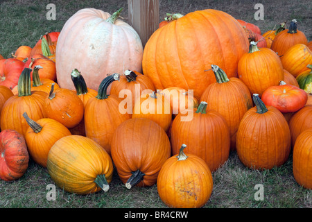 Pumpkins on display USA Stock Photo