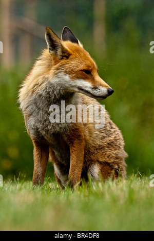 A red Fox portrait of a captive animal at the BWC in surrey Stock Photo