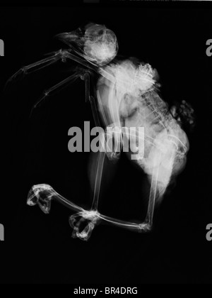 x-ray of a red-tailed hawk that was killed when it was hit by a car Stock Photo