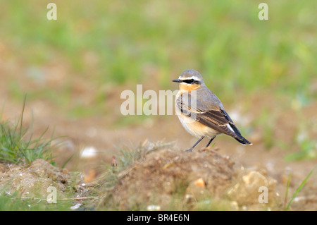 Wheatear (Oenanthe oenanthe) perched on a mound of soil. Stock Photo