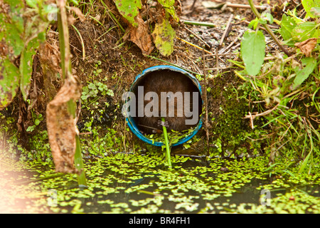 A Water Vole feeding on a Tubur in the BWC in surrey Stock Photo