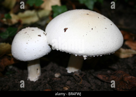 Horse Mushroom Agaricus arvensis Taken at Eastham Country Park, Wirral, Merseyside, UK Stock Photo