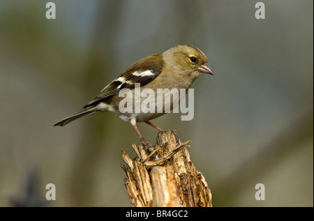 Chaffinch ringillacoelebs captured from a established feeding station on a private site in mid wales,powys,wales Stock Photo