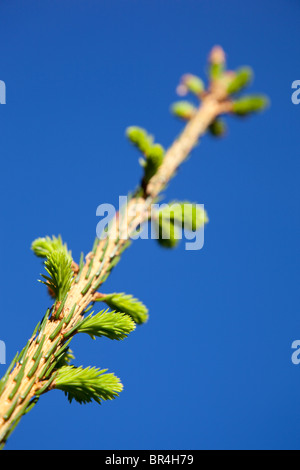 The annual growth and new branches budding on spruce tree top  ( picea abies ) , Finland Stock Photo